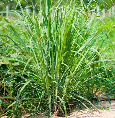 Lemon Grass EO