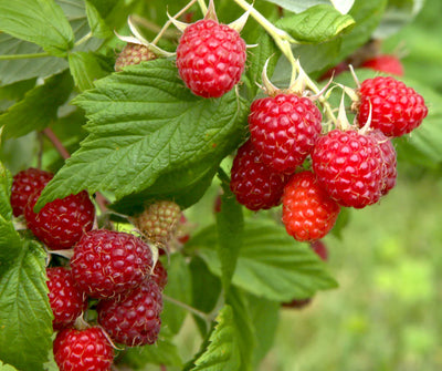 Red Raspberry Seed Oil