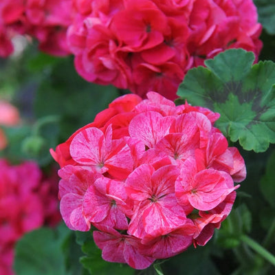 Geranium EO