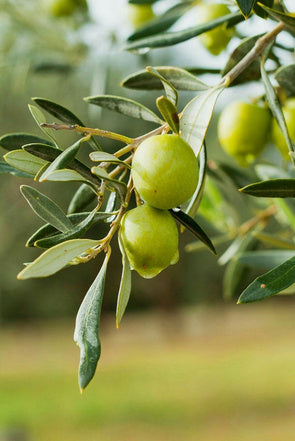 Argan Oil