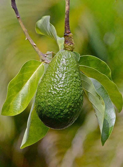Avocado Oil