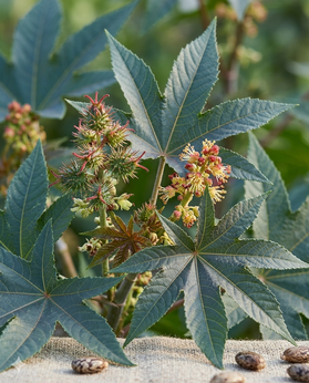 Castor Oil