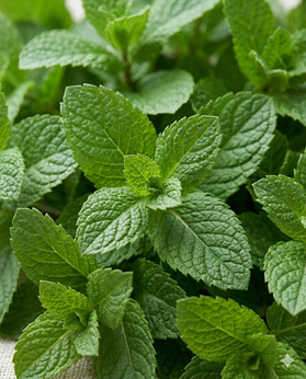 Peppermint EO