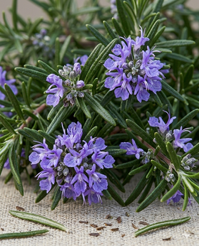 Rosemary EO