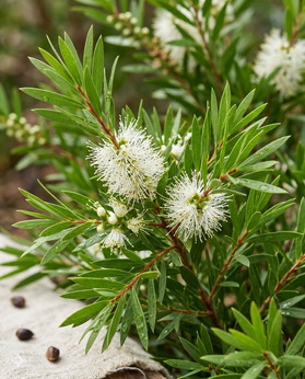 Tea Tree Oil