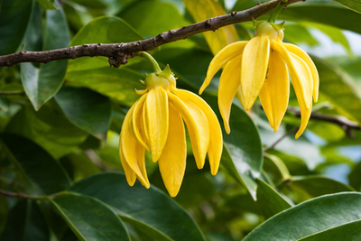 Ylang Ylang
